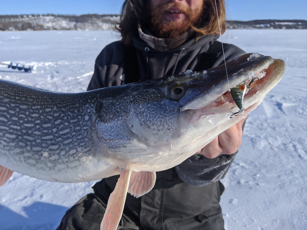 Winter Wolves: 5 Baits For Ice Pike - The Fisherman